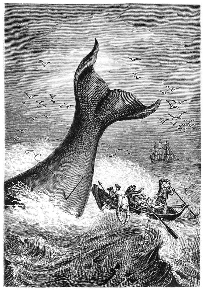 Un canot longe une baleine harponnée qui plonge en fouettant sa queue. Un matelot plonge pour sauver sa vie.